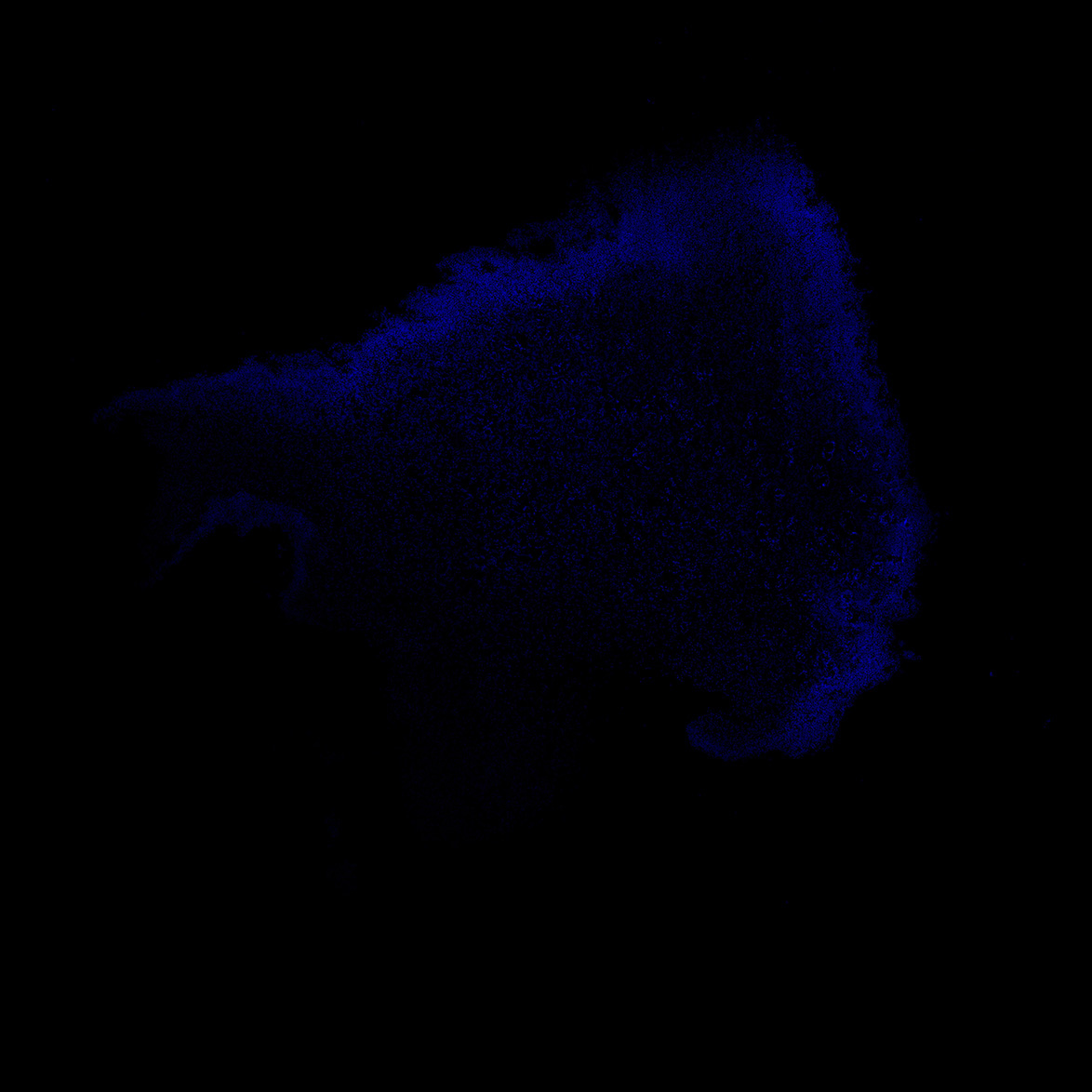 Human foetal midbrain